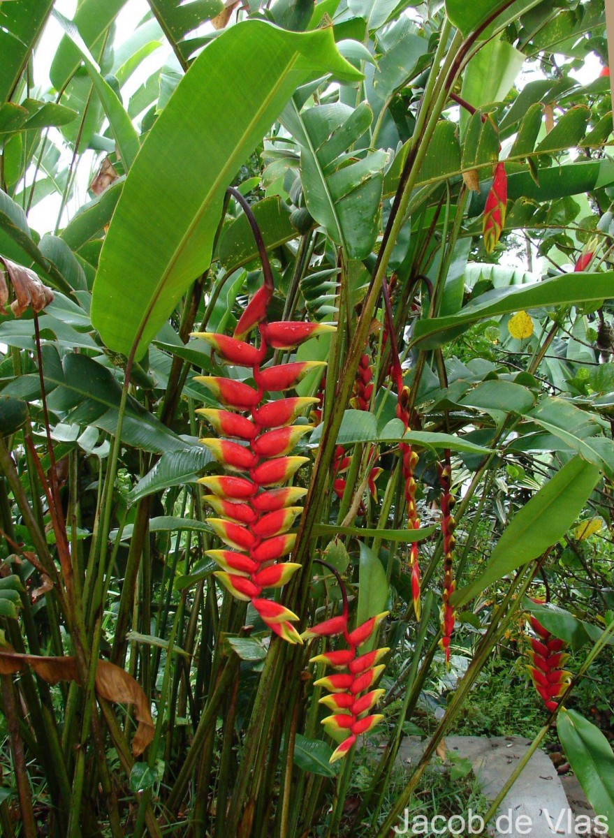 Heliconia rostrata Ruiz & Pav.